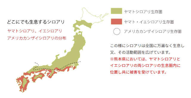 熊本,シロアリの生態