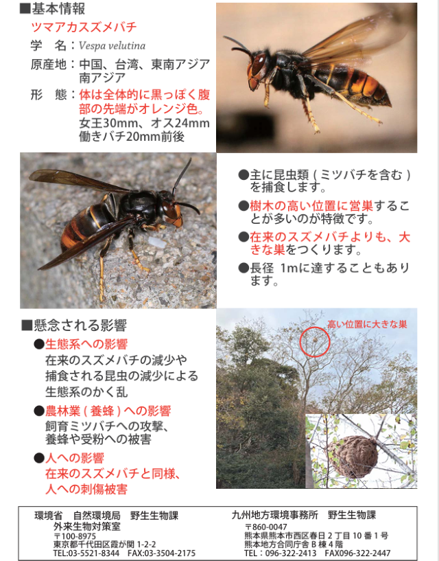 ツマアカスズメバチ